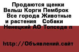 Продаются щенки Вельш Корги Пемброк  - Все города Животные и растения » Собаки   . Ненецкий АО,Топседа п.